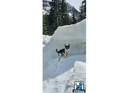 a chihuahua dog standing on snow